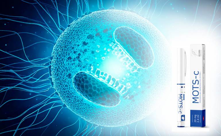 Що таке MOTS-c і як він працює: механізм дії на клітинному рівні
