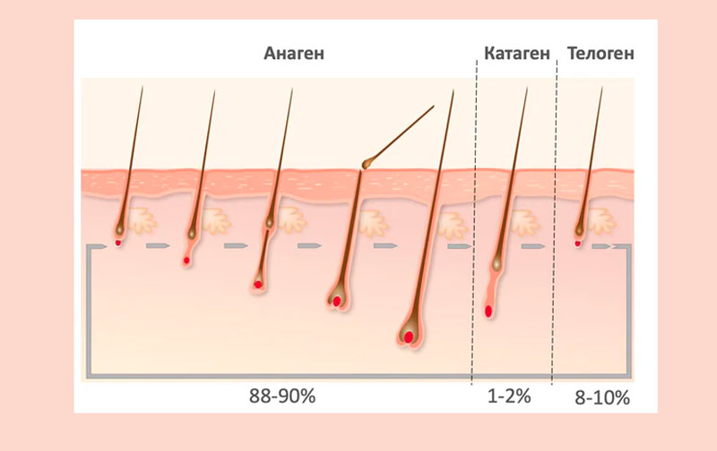 Как действует молекула PP405 на рост волос в первые 30, 60 и 90 дней использования - Фото 1